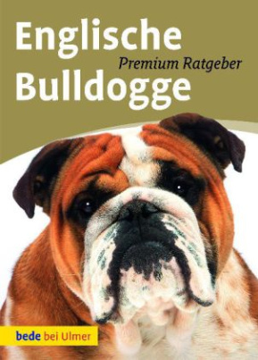 Englische Bulldogge