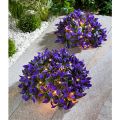 Solar-Blumenkugeln, 2er-Set
