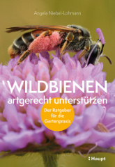 Wildbienen artgerecht unterstützen