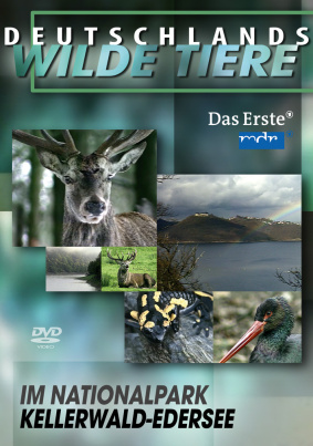  Deutschlands wilde Tiere - Im Nationalpark Kellerwald-Edersee 